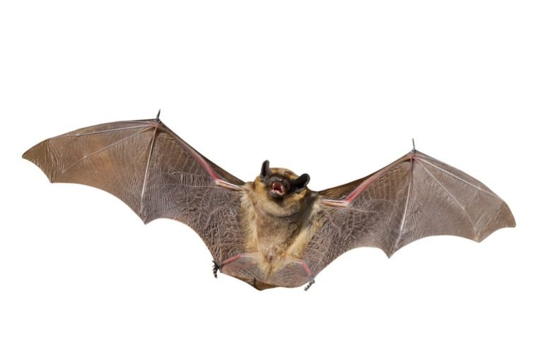 Bats Genuine Pest Control