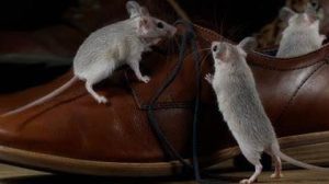 Masterful Mice