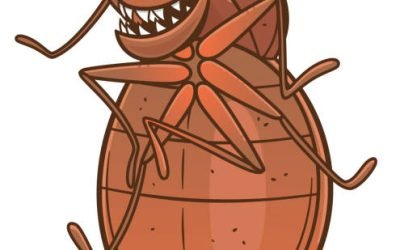 Blood Meal Bed Bugs