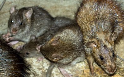 Rodents There, Rodents Everywhere