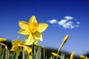 Spring