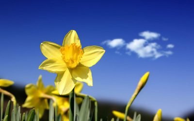 This Spring Pest Are Ready To Spring Out From Hiding