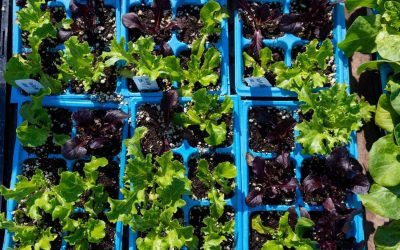 Don’t Watch your Garden Turn Into a Rats Feast