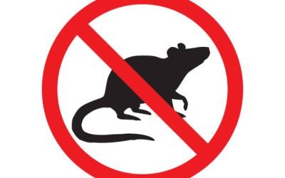 We Can Pave the Way For A Rodent Free Home