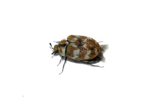 Carpet Beetles