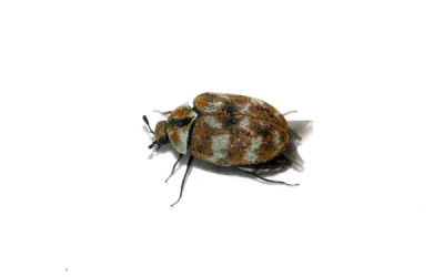 Evil Carpet Beetles