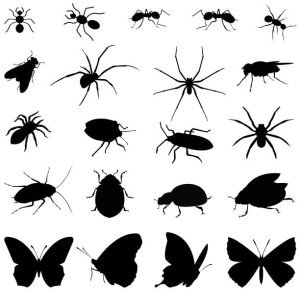 Insect Population