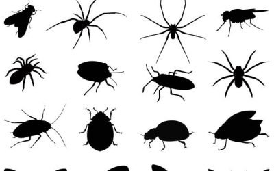 Insect Population Frustration
