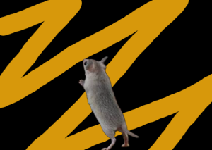 Mice Interesting