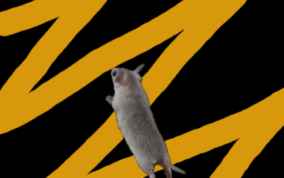 Mice Interesting? Yes!