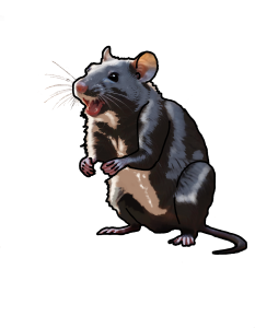 Rats