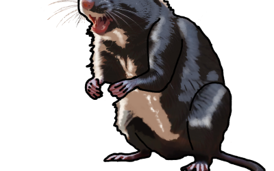 Mister Rats Whisker
