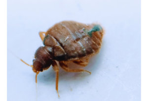 Bedbug