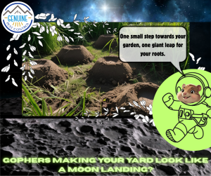 Gopher Moon Landing