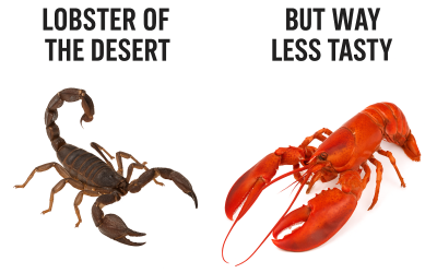 Scorpions: The Lobsters of the Desert With Awful Taste