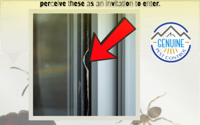 Keep Pests Out: Your Guide to a Pest-Free Home