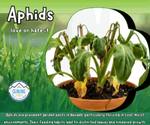 Aphids Attack