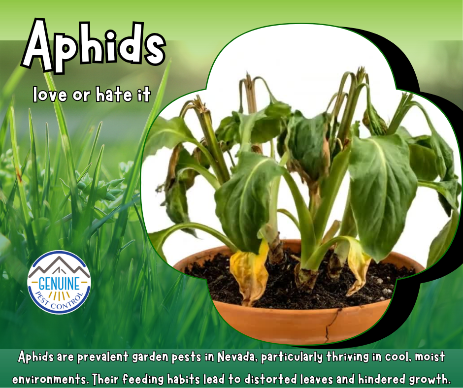 Aphids Attack
