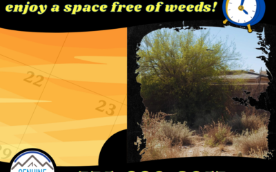 When Weeds Take Over Your Yard