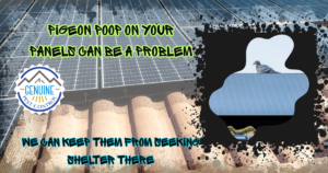 Pigeon Problem